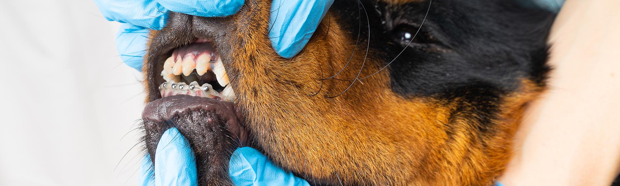 Can Dogs Wear Braces to Straighten Teeth?